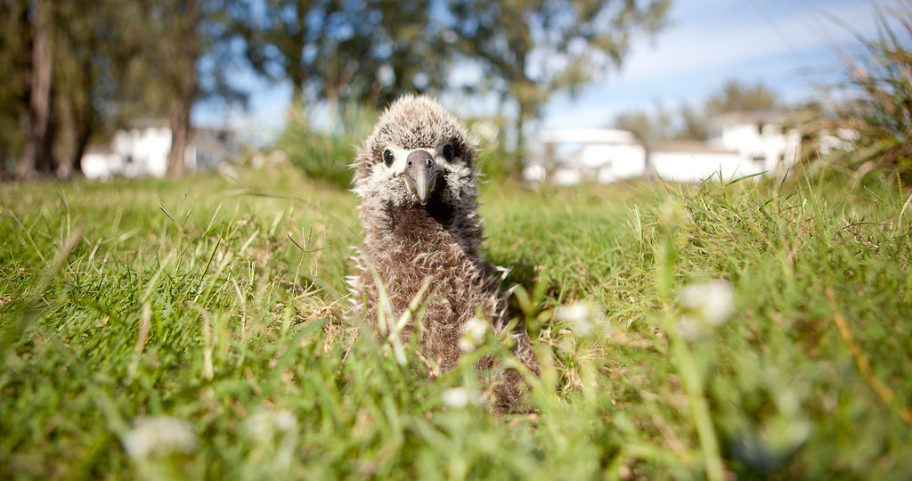 Albatross