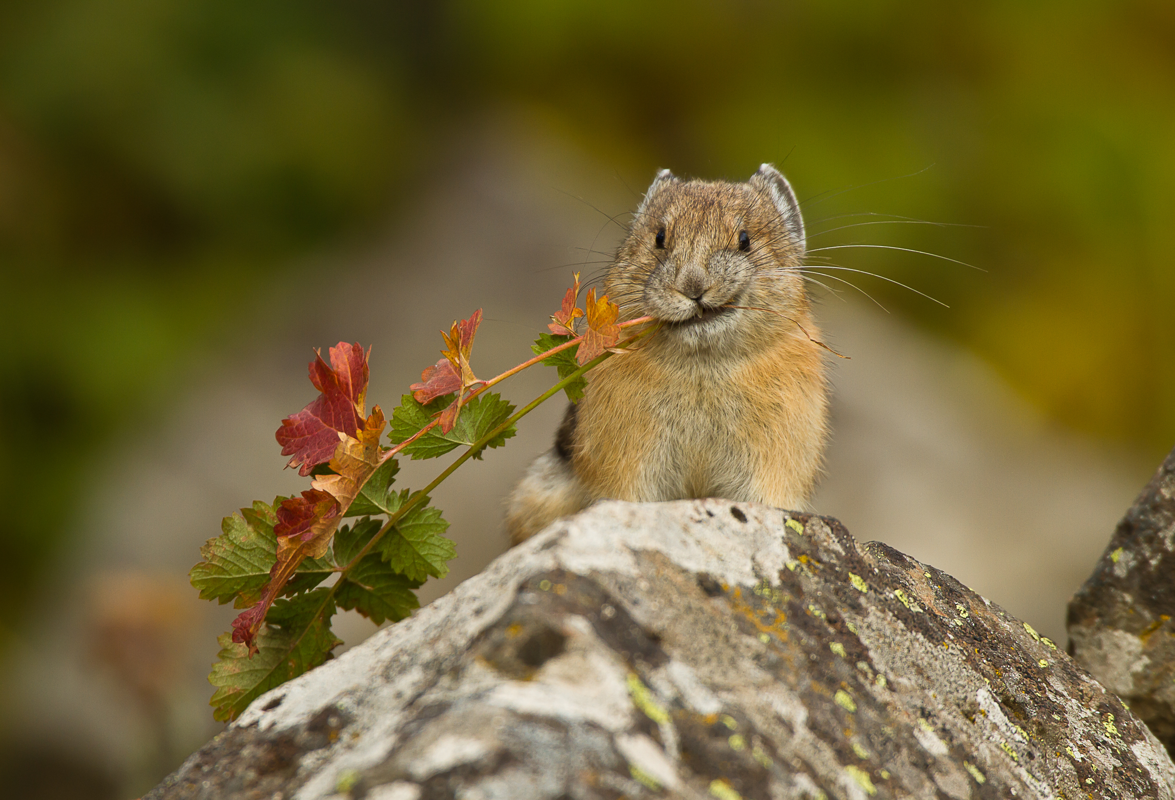 american pikas