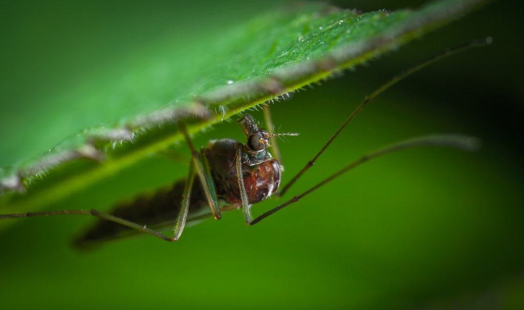 malaria