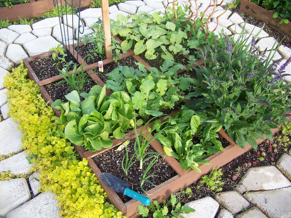 square foot gardening