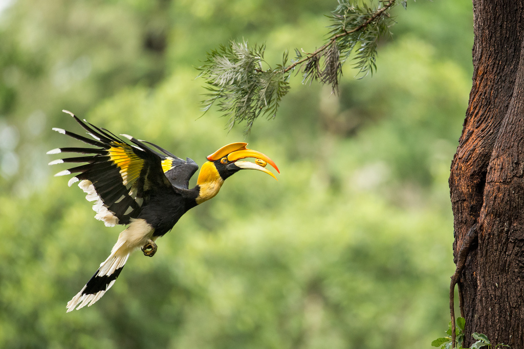 hornbill