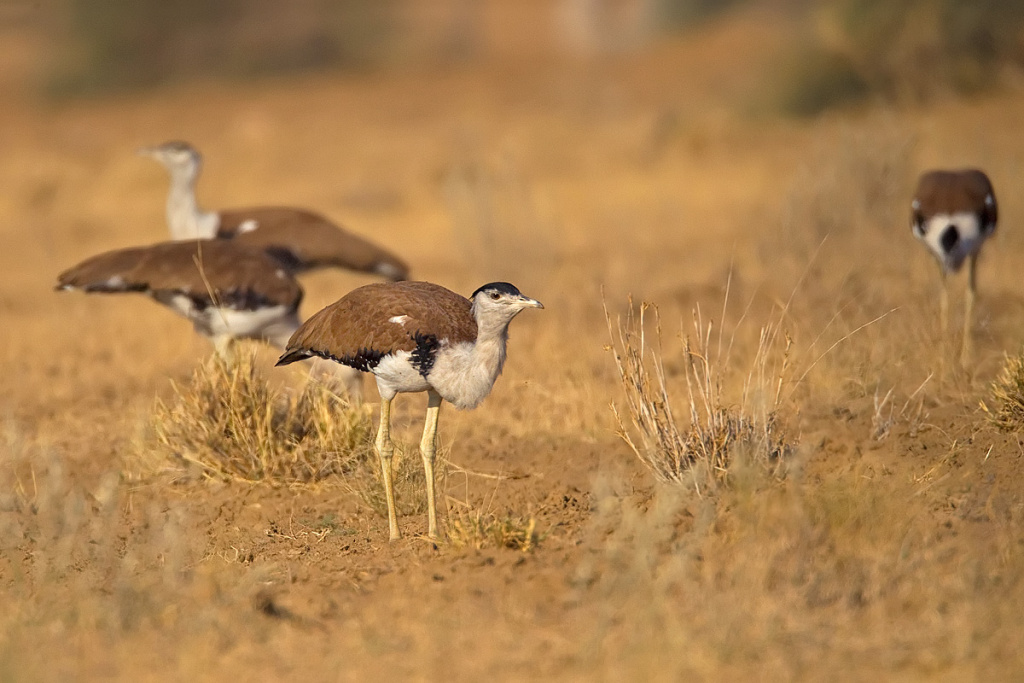 bustard