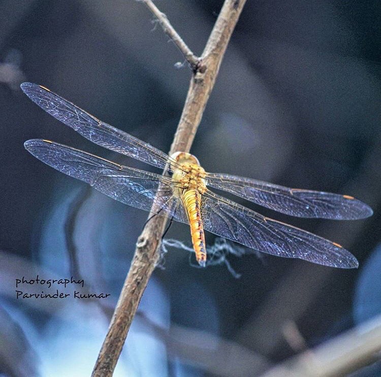 dragonfly