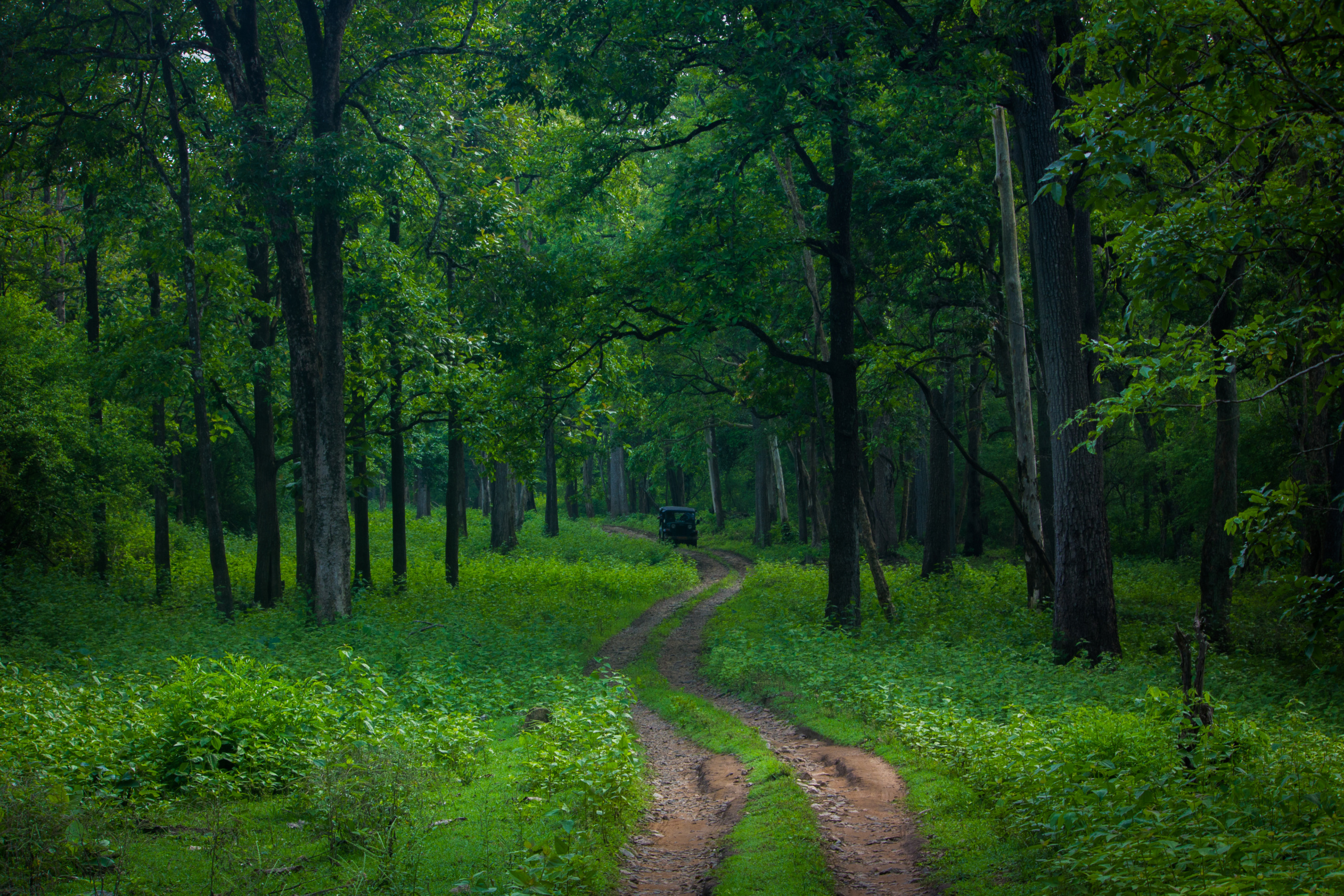 forests