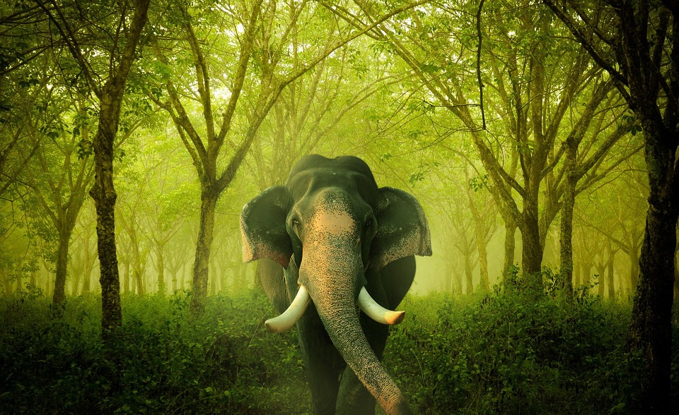 elephant