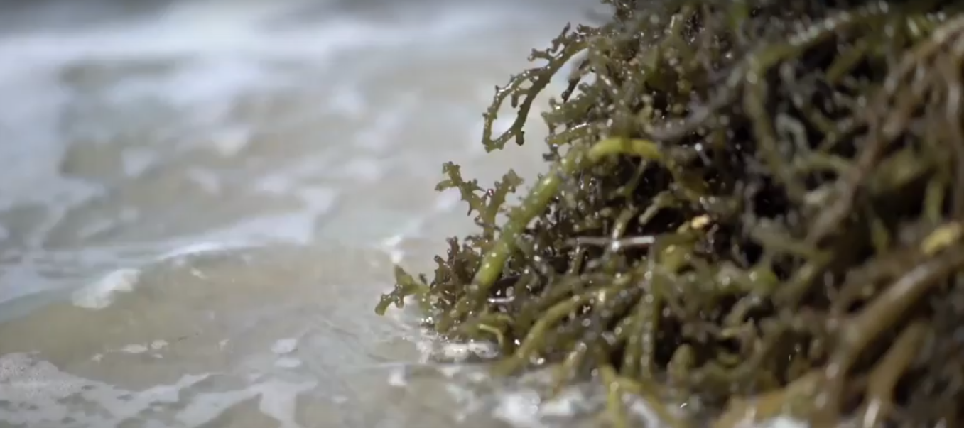 seaweed