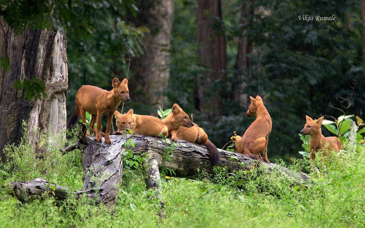 dhole