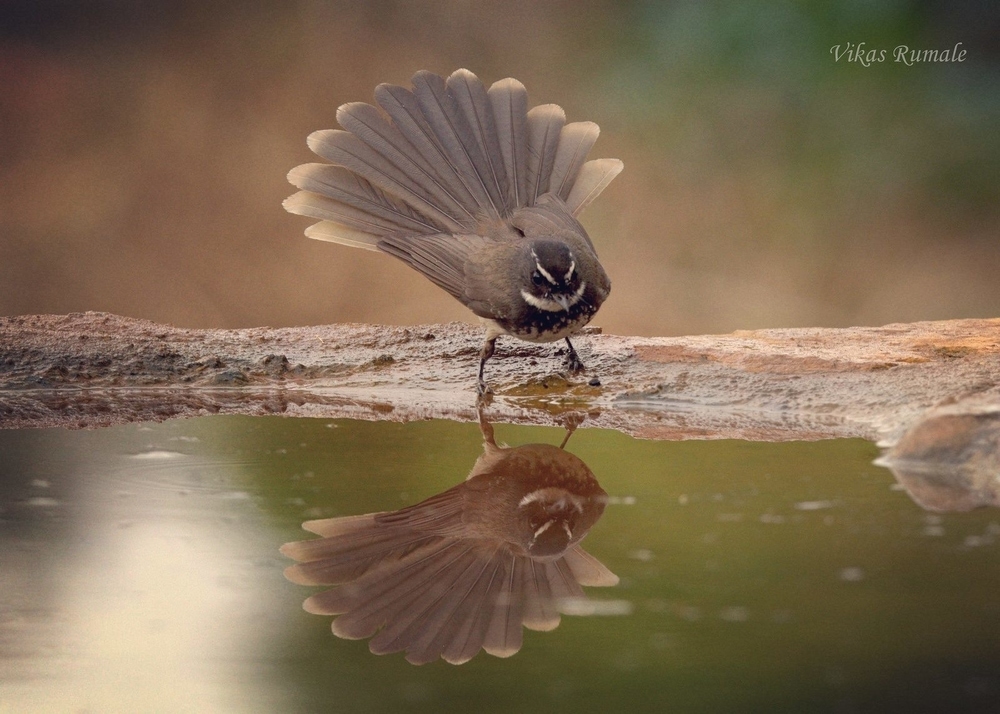 flycatcher