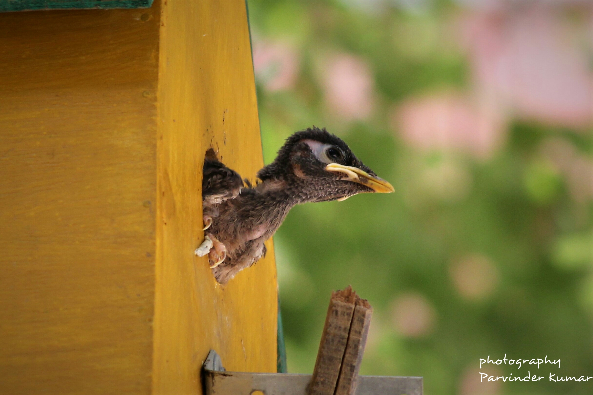 lookout