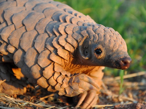 pangolins