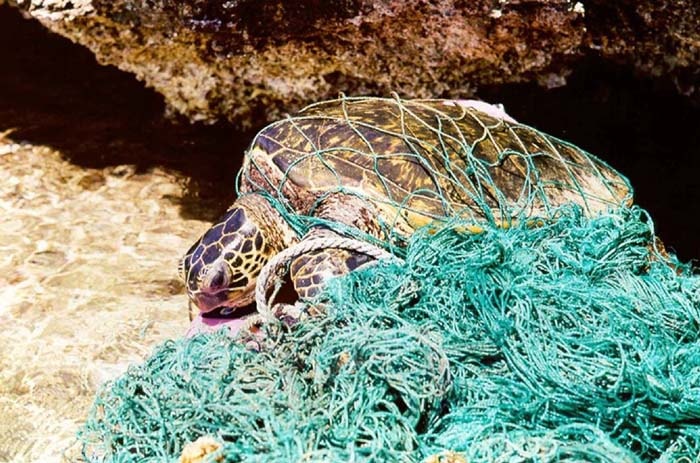 ghost nets