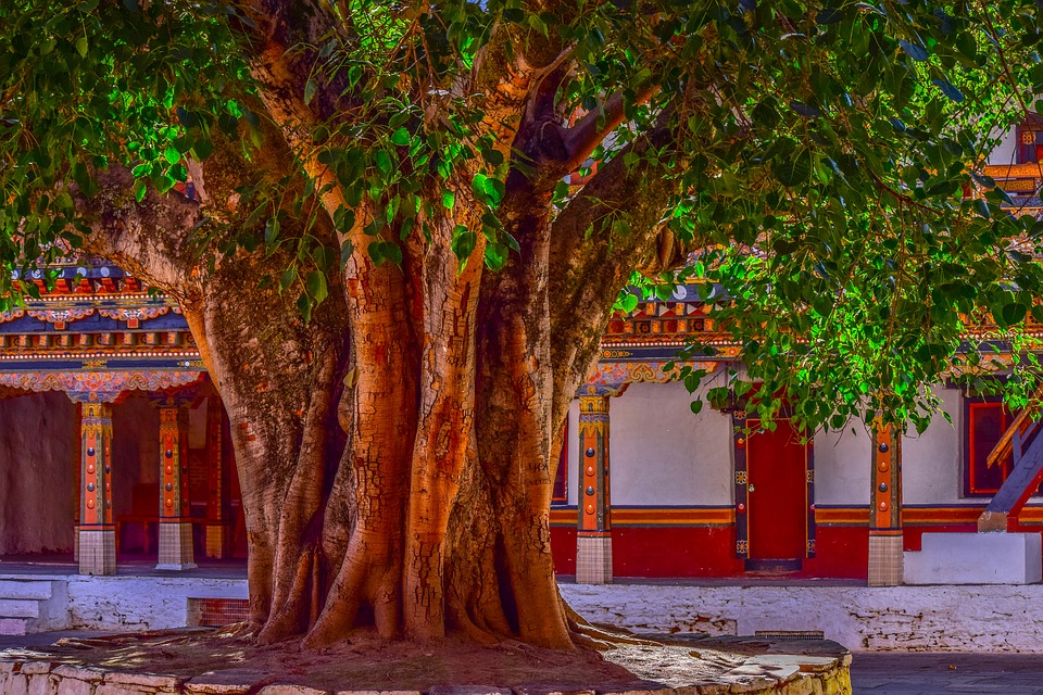 Banyan Tree