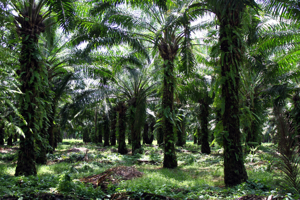 palm oil