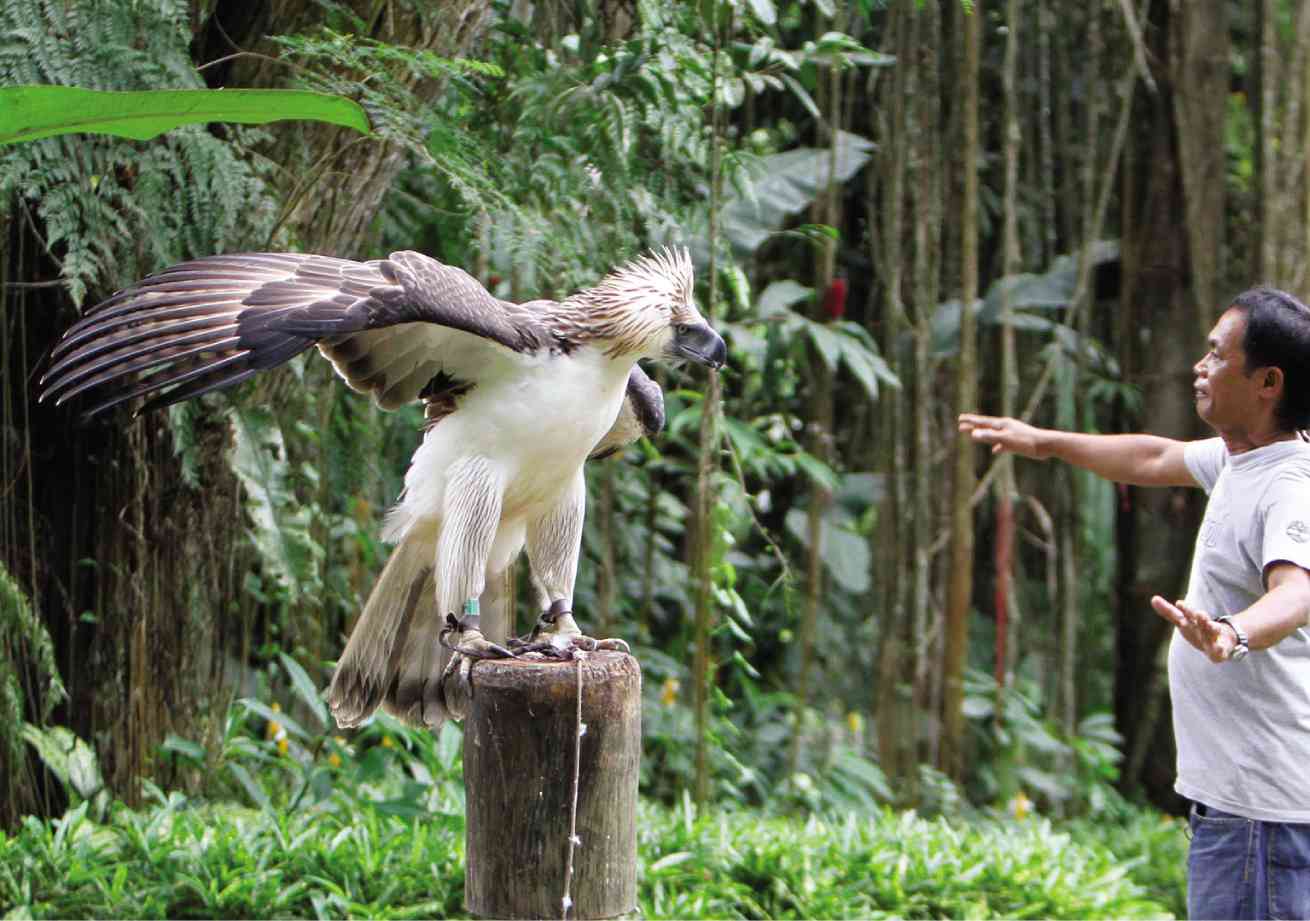 Philippine eagle