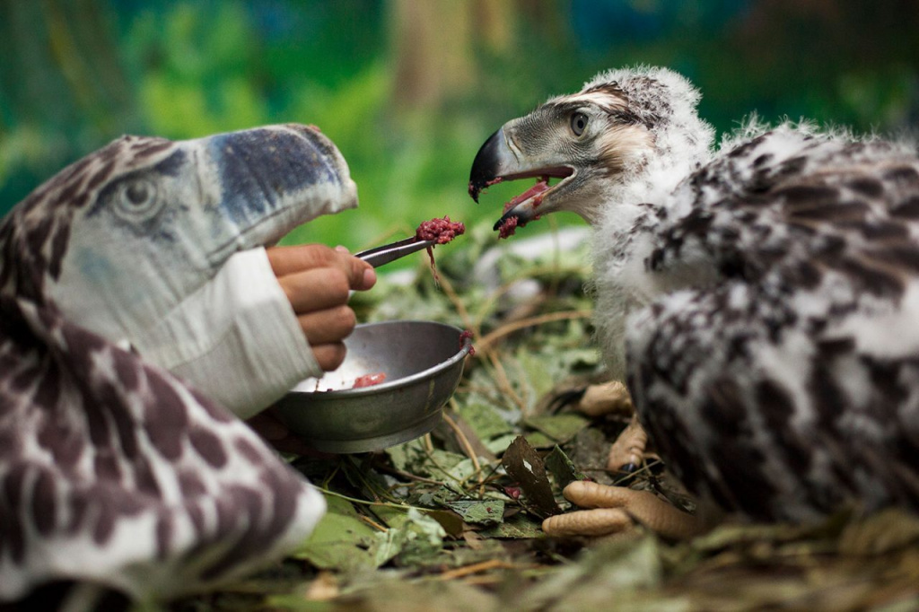 Philippine eagle