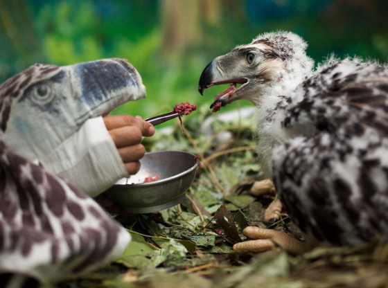 Philippine eagle