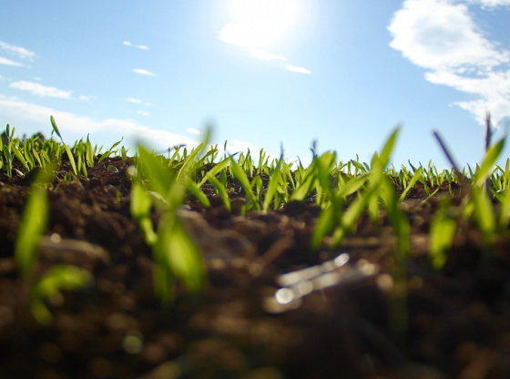 Zero-Budget Natural Farming