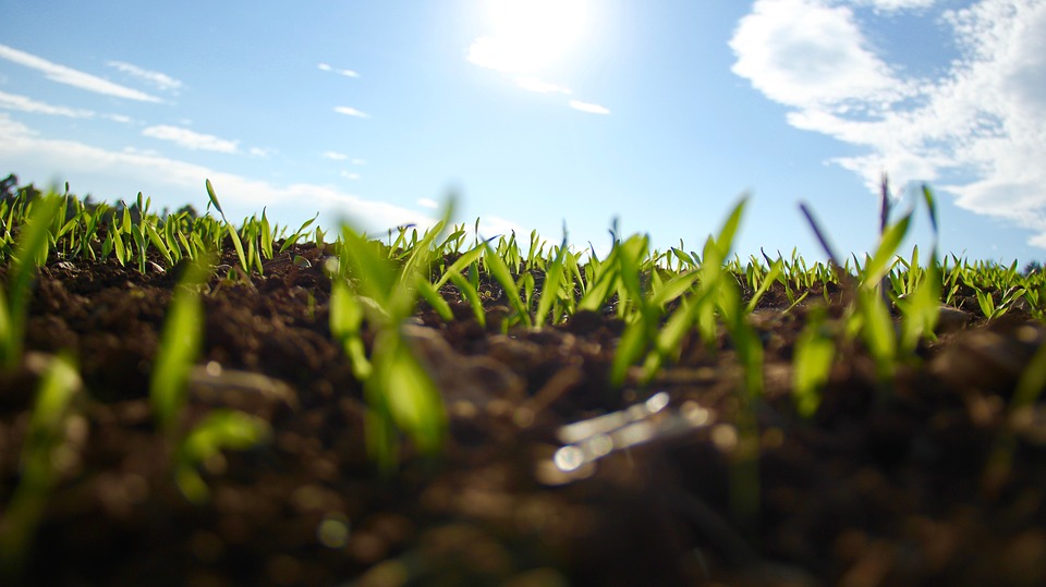 Zero-Budget Natural Farming