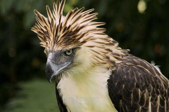 Philippine eagle