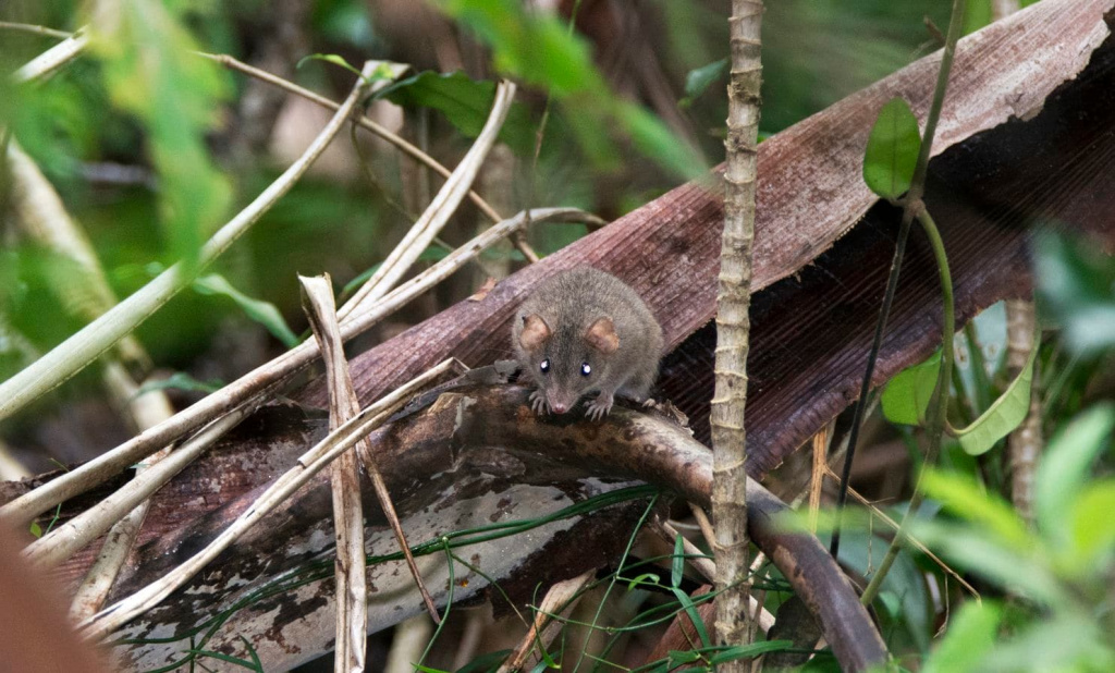 melomys