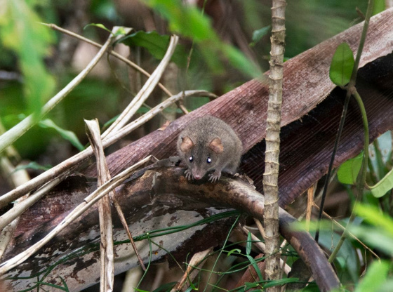 melomys