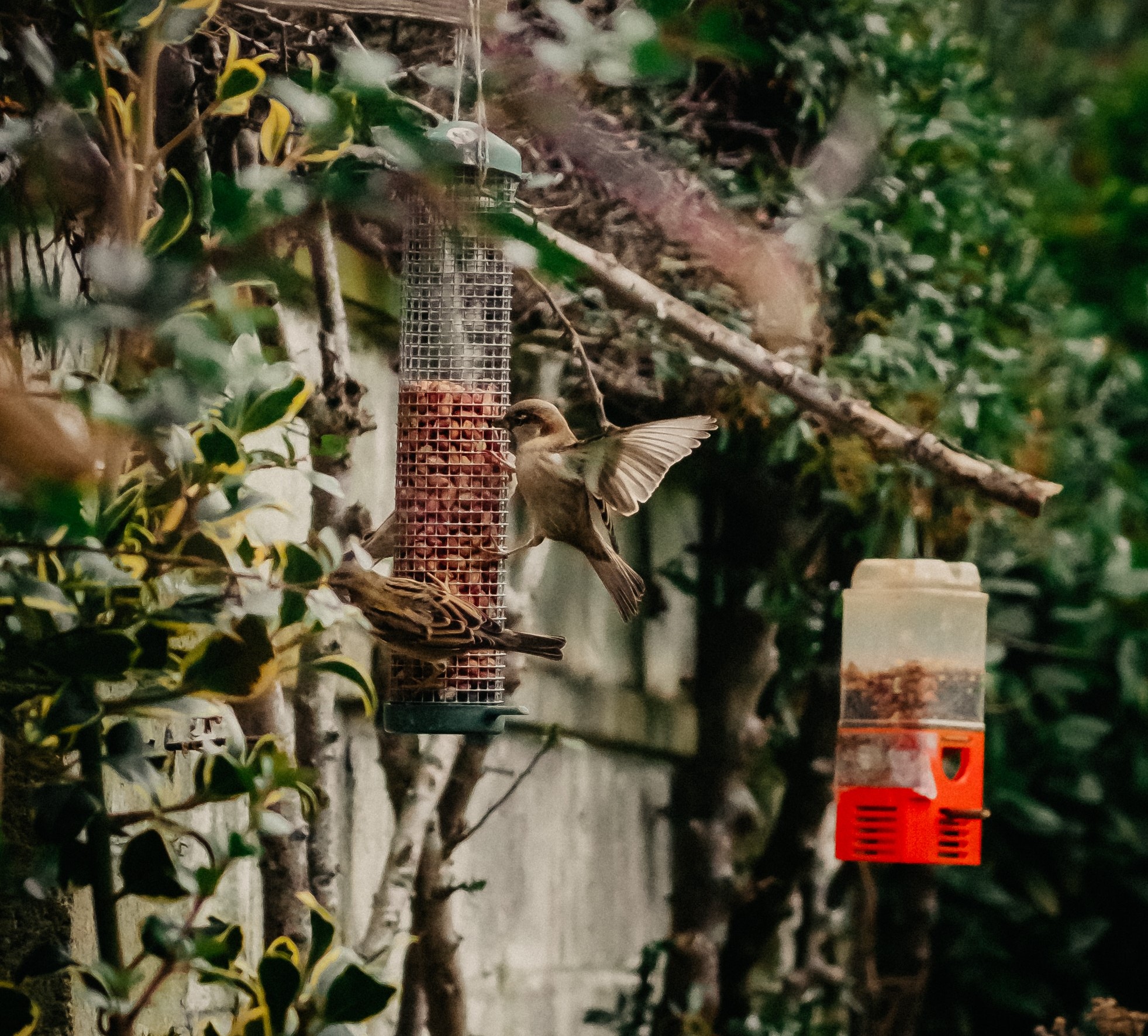 house sparrows