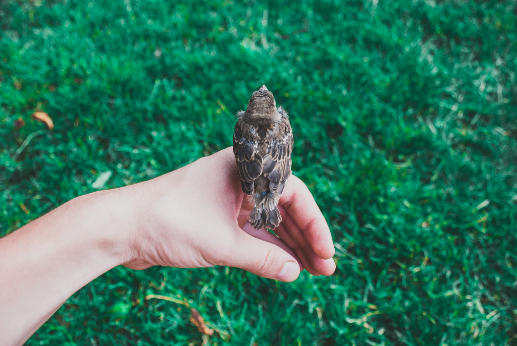 house sparrows