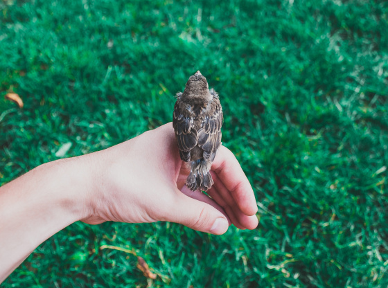 house sparrows