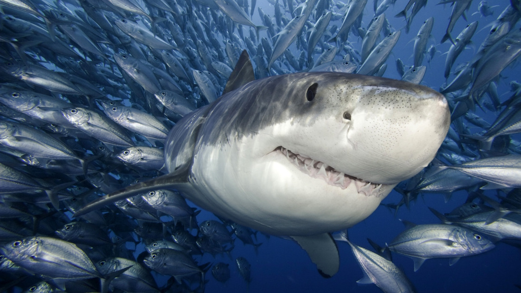 Sharks: : The Good Animals