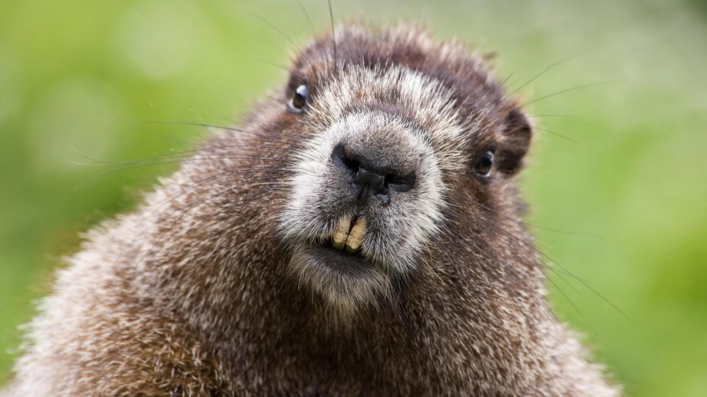 Beavers: The Good Animals