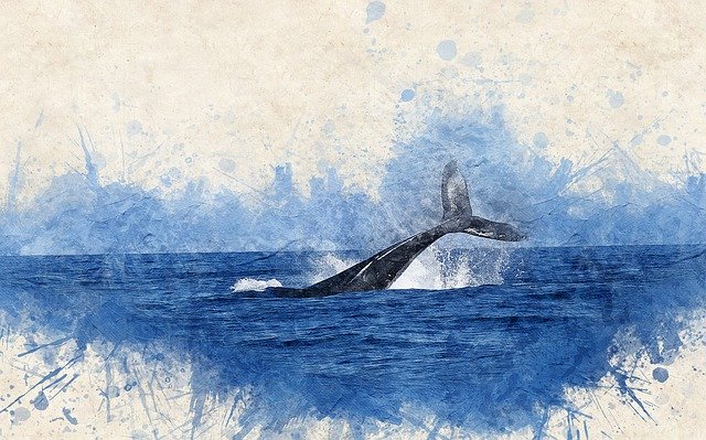 The Mystic World of Whales