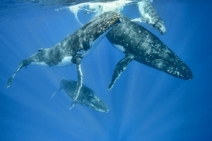 Whales live and move about in groups