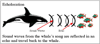 Echolocation: How whales communicate