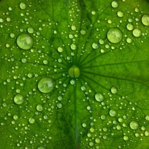 Lotus Leaf