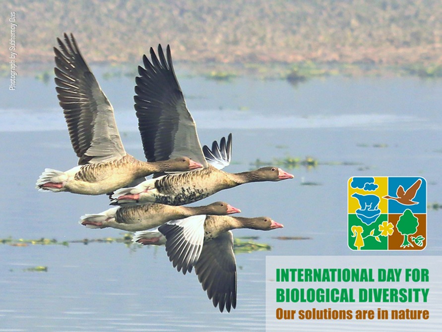 What’s Behind the Logo of this year’s International Day for Biodiversity?