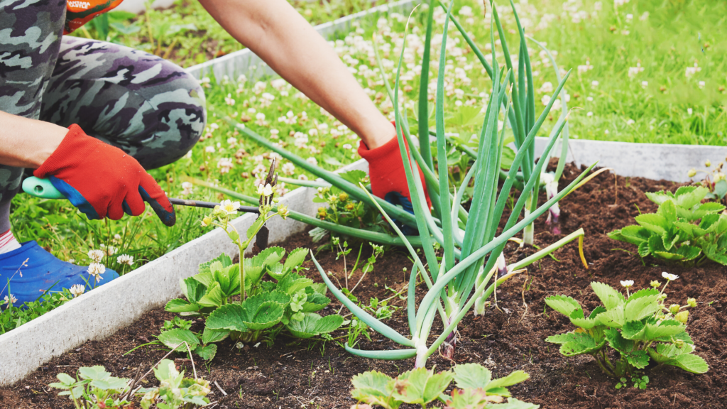 Grow Your Own Food