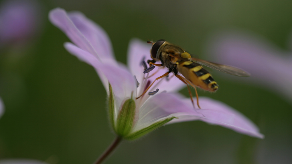 Attract Pollinators