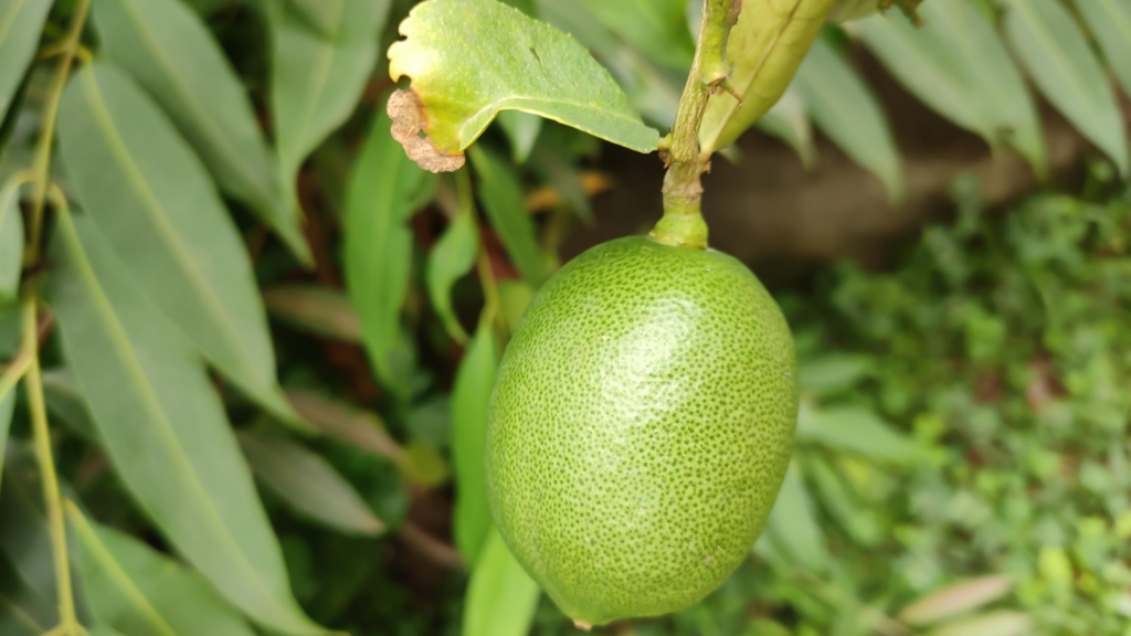 Gondhoraj Lebu: The King of Lemons