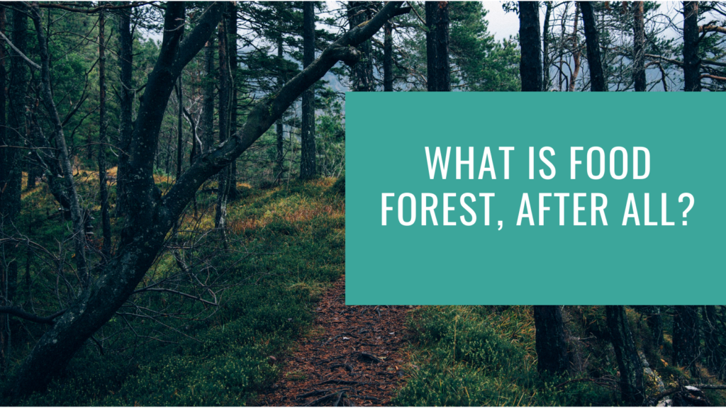 What is a Food Forest