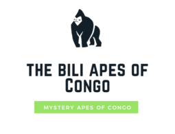 Bili apes of congo