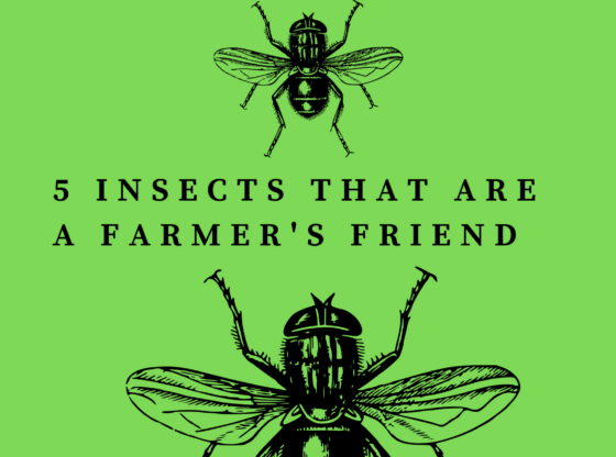 Farmers Friendly species | Farmer Friendly Insects